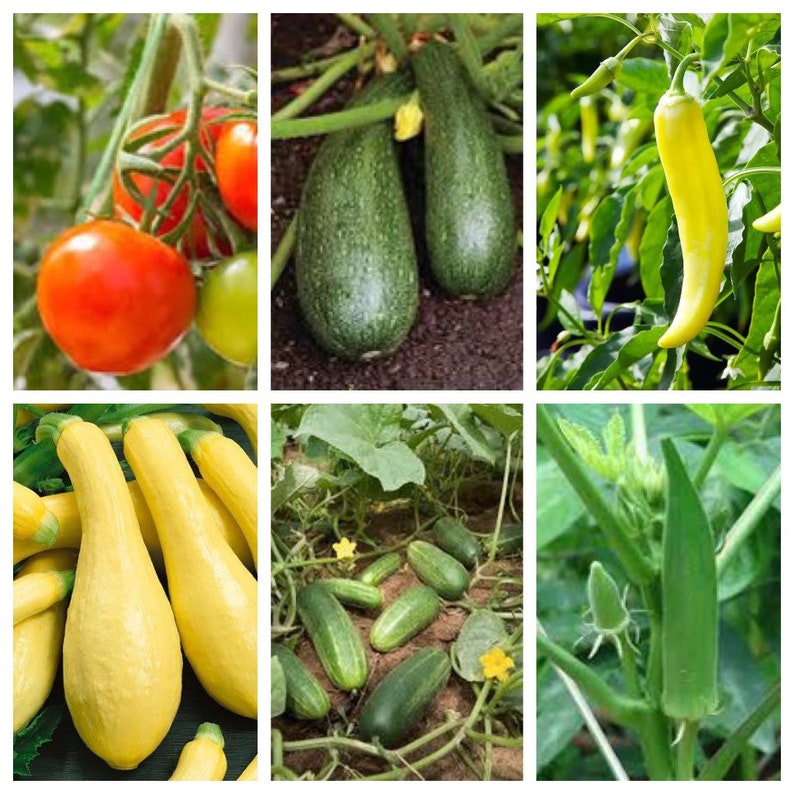 Seed Starter Variety Pack - 10 Seeds Each - Tomato, Cucumber, Zucchini, Okra, Banana Peppers - Perfect for Home Gardening