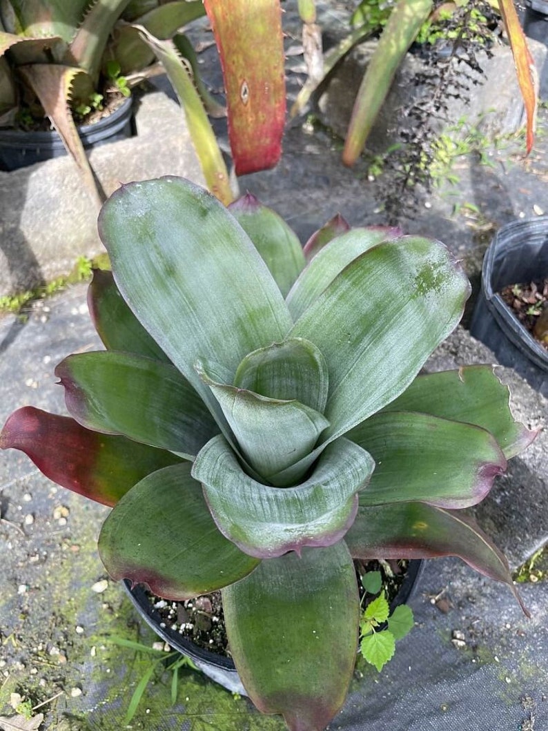 Live Bromeliad Plant - Aechmea Star of Linda - Outdoor Grown - Minor Blemishes - Unique Tropical Decor - Houseplant