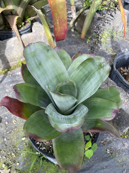 Bromeliad Live Plant - Aechmea Star of Linda - Outdoor Grown - Tropical Houseplant - Unique Colorful Foliage