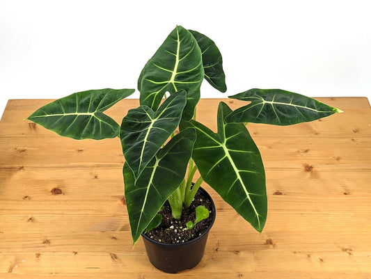 Alocasia Frydek Live Houseplant - 4" or 6" Pot - Velvet Green Leaves - Alocasia micholitziana - Air Purifier Plant