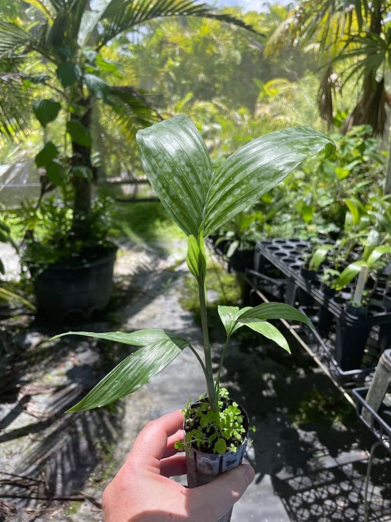 Chamaedorea oblongata Live Plant - Hardy Indoor Tropical Palm - Perfect for Home Decor - Outdoor Grown, Minor Blemishes