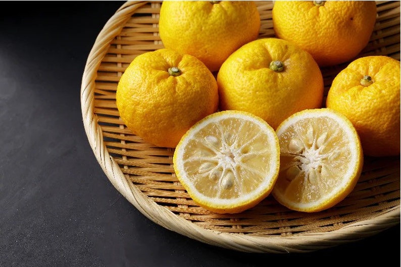 Grafted Yuzu Mandarin Tree 1-2 Feet Tall - Citrus junos, Indoor/Outdoor Plant, Pot and Soil Included