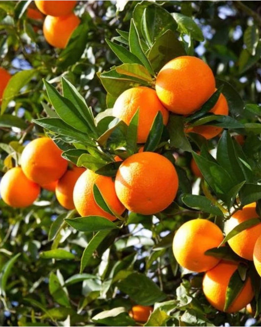 Valencia Orange Tree 3ft Grafted Sweetest Orange Citrus sinensis - No Shipping CA