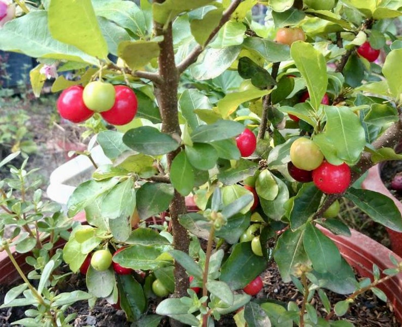 Live Barbados Cherry Plant - Acerola Variety - Fresh Fruit - Prunus Maritima - Ideal for Gardens and Patios - Nutrient-Rich
