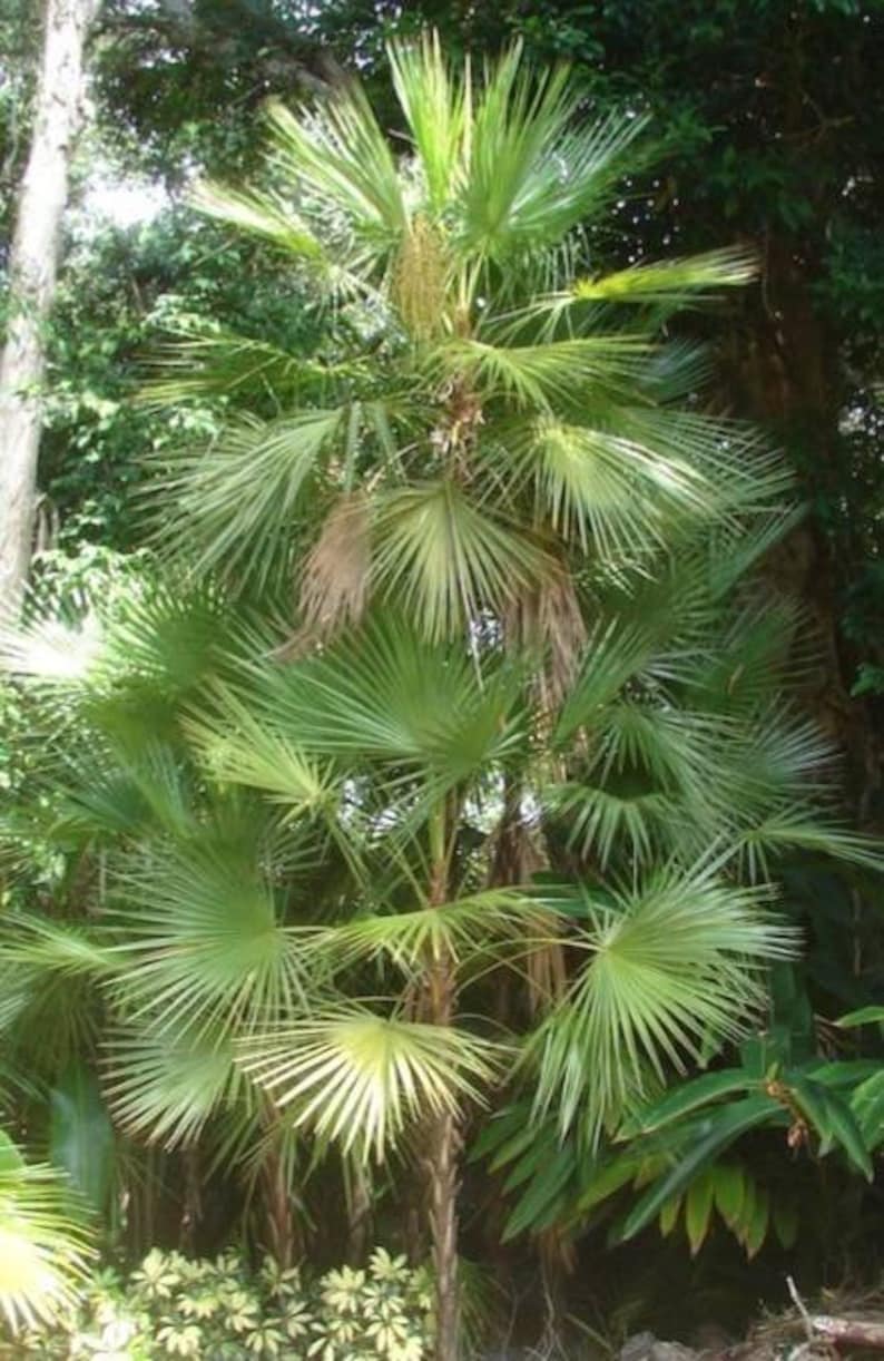 Live Acoelorrhaphe wrightii - Everglades Palm - Paurotis Palm - Outdoor Grown Plant - Tropical Houseplant