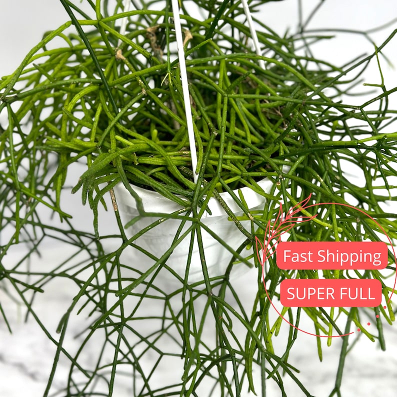 Rhipsalis Burchellii | Mistletoe Cactus | Rare Succulent Plant | Indoor Cactus | Rhipsalis Baccifera | 3" or 6" Pot