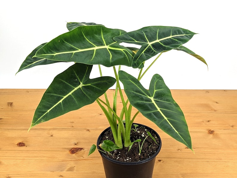 Alocasia Frydek 6" Pot - Tropical Houseplant with Large Velvet Green Leaves - Alocasia micholitziana - 2 Plants Per Pot
