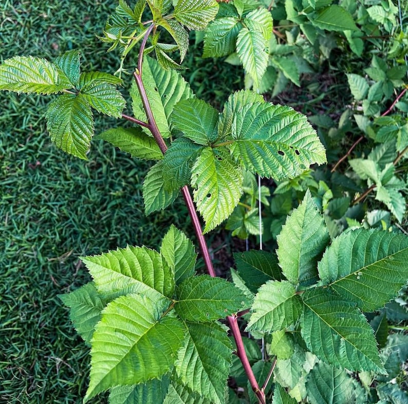 Triple Crown Thornless Blackberry Bush Starter Plant - Organic Fruit Bearing Plant (Rubus fruticosus)