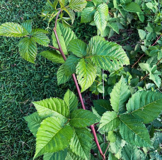 Triple Crown Thornless Blackberry Bush Starter Plant - Organic Fruit Bearing Plant (Rubus fruticosus)