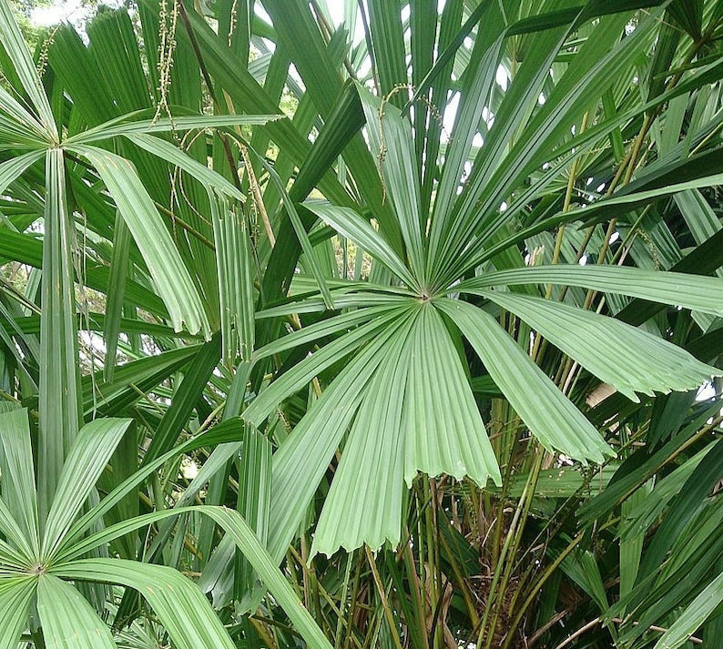 Spiny Licuala Palm - Live Plant - Licuala spinosa - Outdoor Grown - Minor Blemishes - Tropical Houseplant