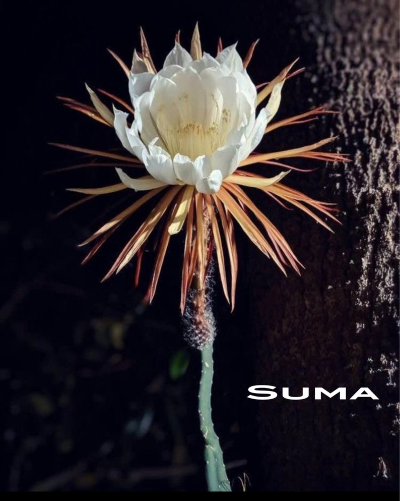 Moonlight Orchid Cereus Cutting 1ft - Free Bonus Cutting - Cereus peruvianus