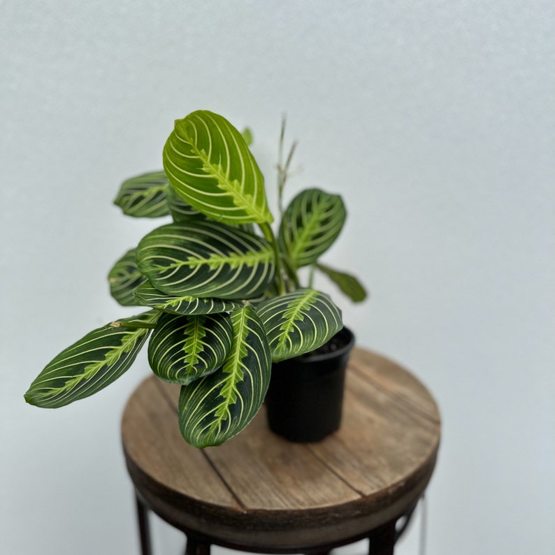 LIVE 4 Inch Lemon Maranta Prayer Plant, Herringbone Plant, Indoor Evergreen Houseplant, Maranta leuconeura