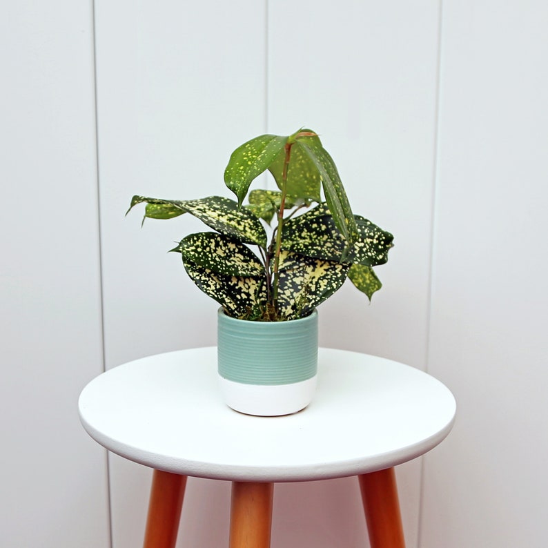 LIVE Croton Florida Beauty Plant in Ceramic Pot, Variegated Gold Dust Dracaena (Dracaena Surculosa), Office Gift for Co-worker