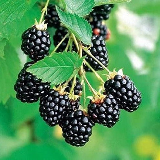 Arapaho Thornless Blackberry Plant - 4-6 Inch Live Starter Plant - Rubus fruticosus - Rare Edible Fruit Shrub for Home Garden