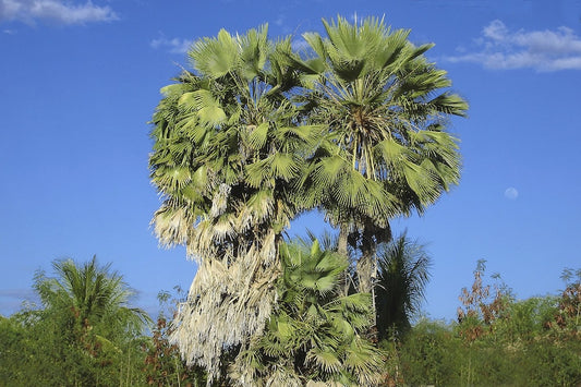 Carnauba Palm Live Plant - Copernicia prunifera - Outdoor Grown - Minor Blemishes - Florida Nursery Certified