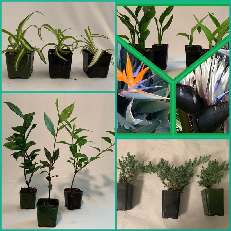 7 Variety Combo - 2" Spider Plant Trio (Chlorophytum comosum) | Bayleaf, Gardenia, Star Jasmine - 3pk Live Plants