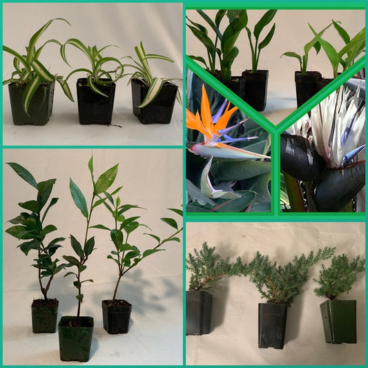 7 Variety Combo - 2" Spider Plant Trio (Chlorophytum comosum) | Bayleaf, Gardenia, Star Jasmine - 3pk Live Plants