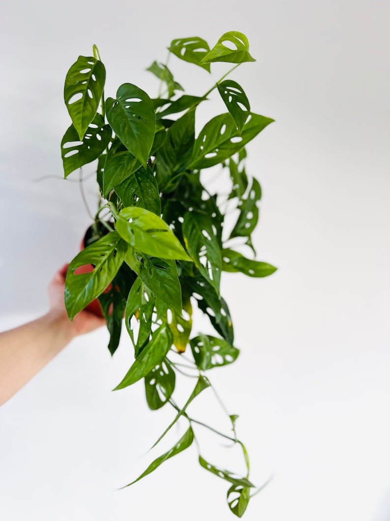 Monstera Adansonii - Narrow Form - Swiss Cheese Plant - Multiple Pot Sizes Available - Indoor Climbing Houseplant
