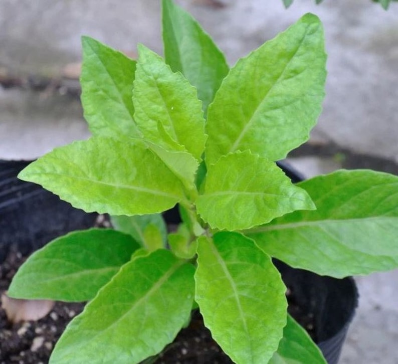 2pc Live Longevity Spinach Plants 5-7 inch Gynura Procumbens Non-GMO Pesticide-Free Baby Greens for Salad