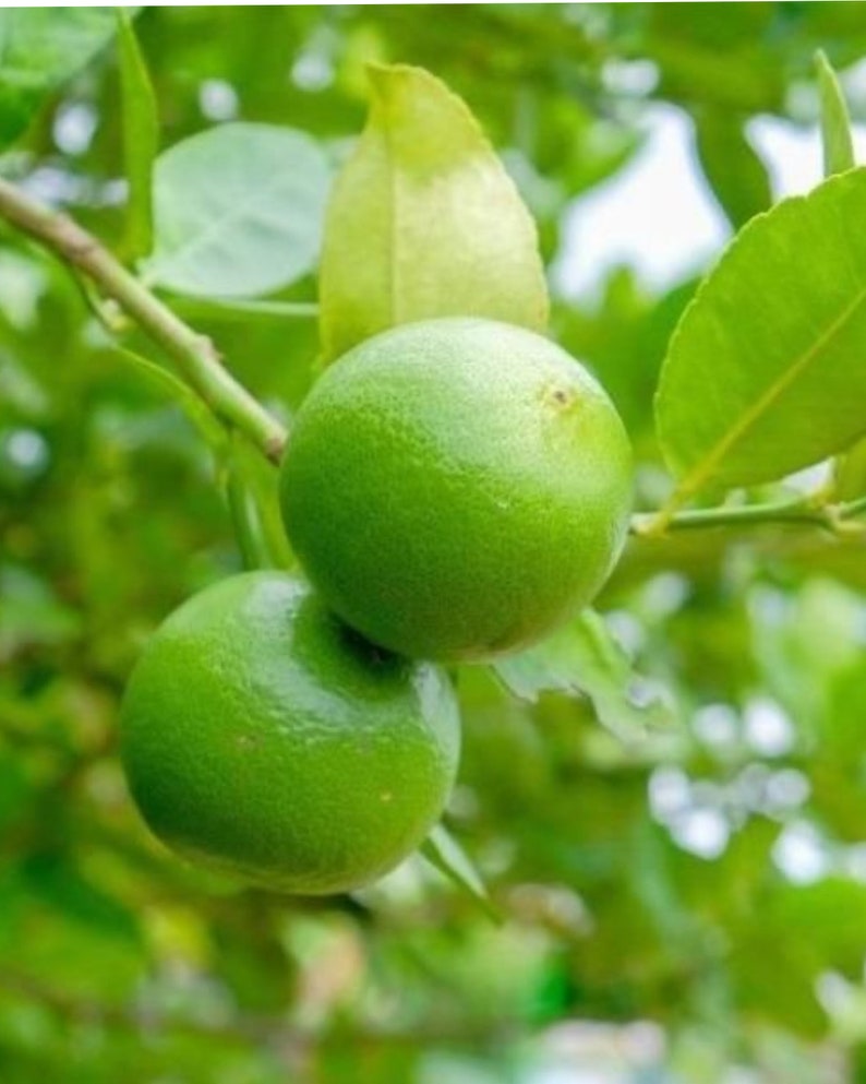 Key Lime Tree - Grafted 3ft - Citrus aurantiifolia - No Shipping to CA