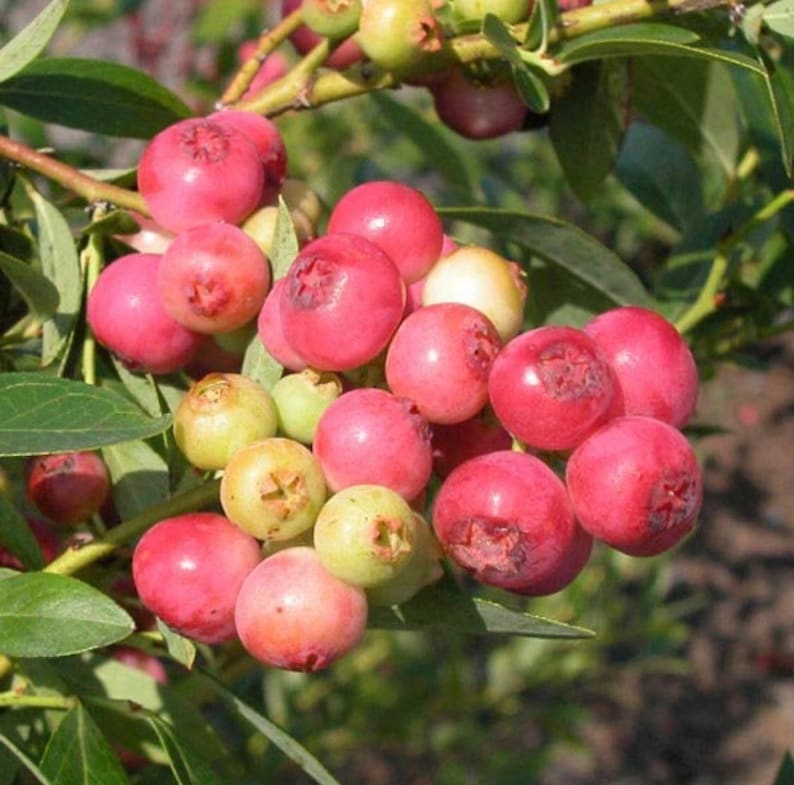 Pink Lemonade Blueberry Starter Plant - Dwarf Organic Rabbiteye Blueberry Bush (Vaccinium 'Pink Lemonade') - Container Garden Plant