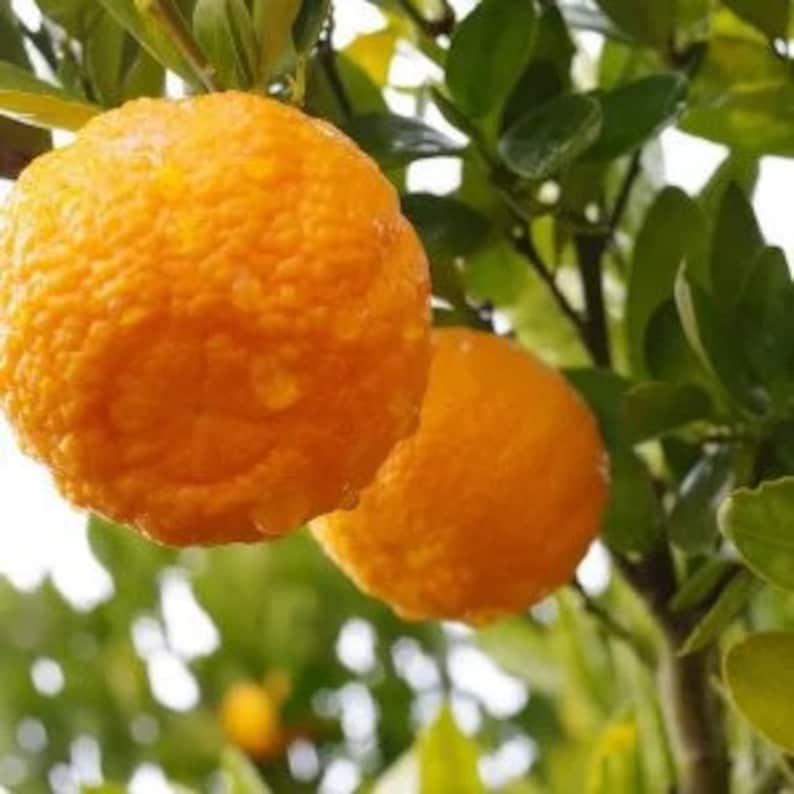 Grafted King Orange Tree 3ft Tall - Citrus reticulata, Live Indoor/Outdoor Plant in Pot with Soil, Easy Care