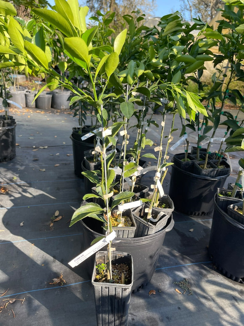 Grafted Ponkan Mandarin Tree - 3 Feet Tall - Citrus reticulata - Indoor/Outdoor Plant, Ideal for Home Garden