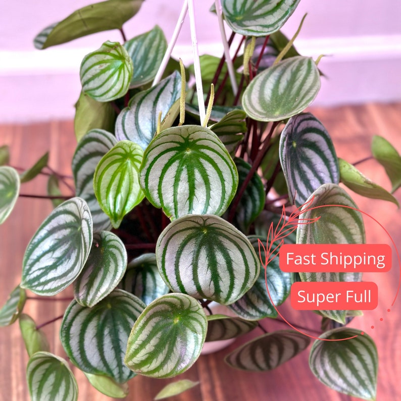 Live Peperomia Watermelon Plant | 3" or 6" Grower's Pot | Rare Peperomia Obtusifolia Watermelon | Pet Safe Houseplant