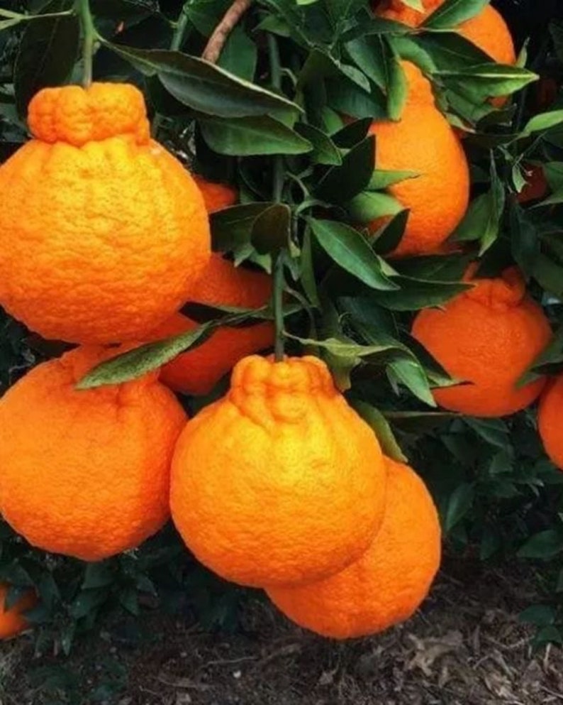 Shiranui Mandarin Orange Tree - 3ft Grafted Citrus - Sweet, Easy Peel Fruit - Citrus Reticulata x Citrus Sinensis