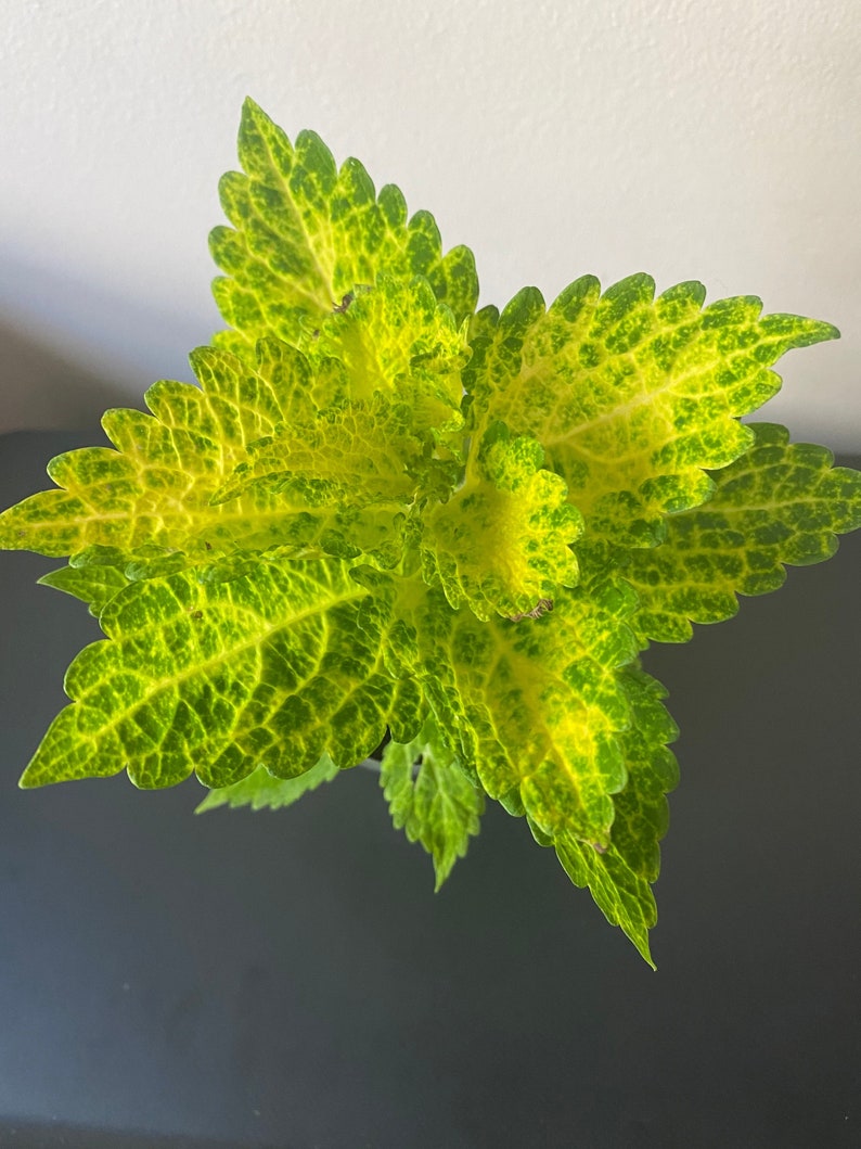 Coleus Starter Plant, 4-6" River Walk, Vibrant Green Yellow Foliage, Easy Care Houseplant, Non-GMO, Solenostemon Scutellarioides