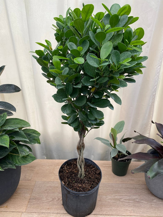 Braided Ficus Moclame Tree, Ficus Microcarpa Daniella, Indoor Air Purifying Plant, Tropical Evergreen Houseplant