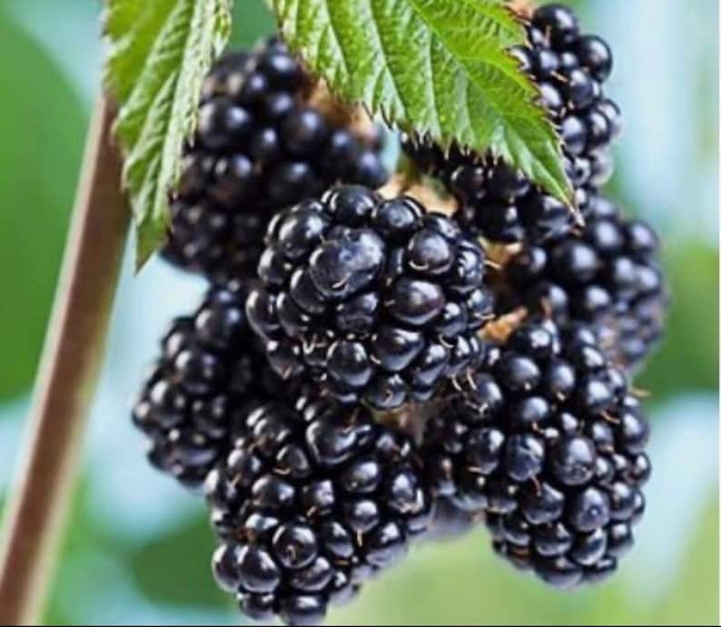Thornless Blackberry Bush Starter Plant - Sweetie Pie Variety (Rubus subg. Rubus) - Organic Fruit Bearing Container Plant