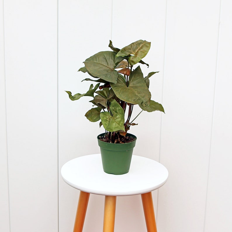LIVE 4” Syngonium Maria Allusion, Arrowhead Plant - Syngonium Podophyllum, Indoor Plant Gift for Home & Office Decor