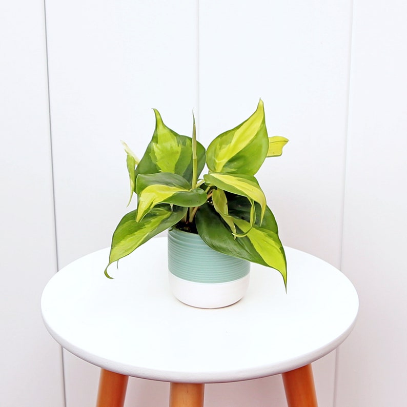 LIVE Brazilian Philodendron Plant in Ceramic Pot, Unique Indoor Hanging Houseplant, Philodendron Scandens Brazil, Office Gift