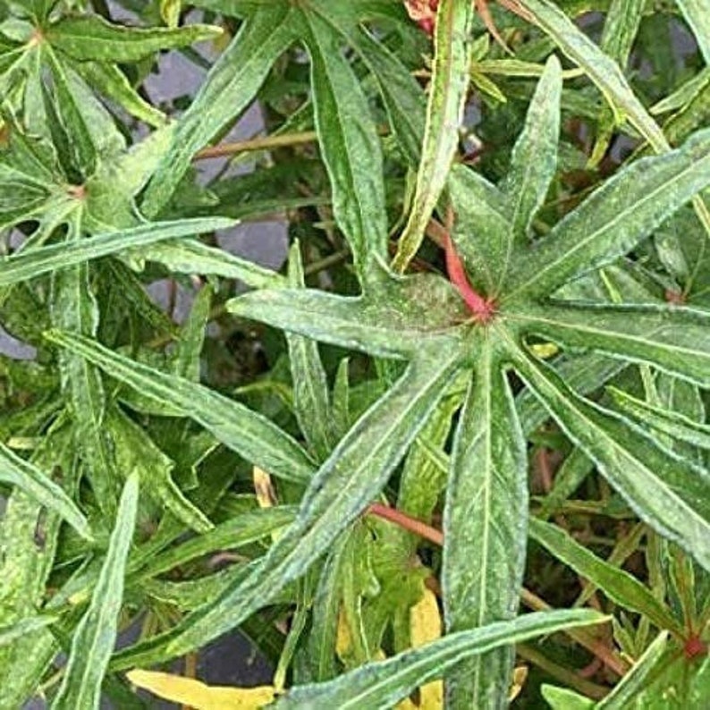 South Sea Salad Tree - 4-6 Inches - Chief Kubo Bele - Edible Plant - Abelmoschus manihot - Tropical Spinach Substitute