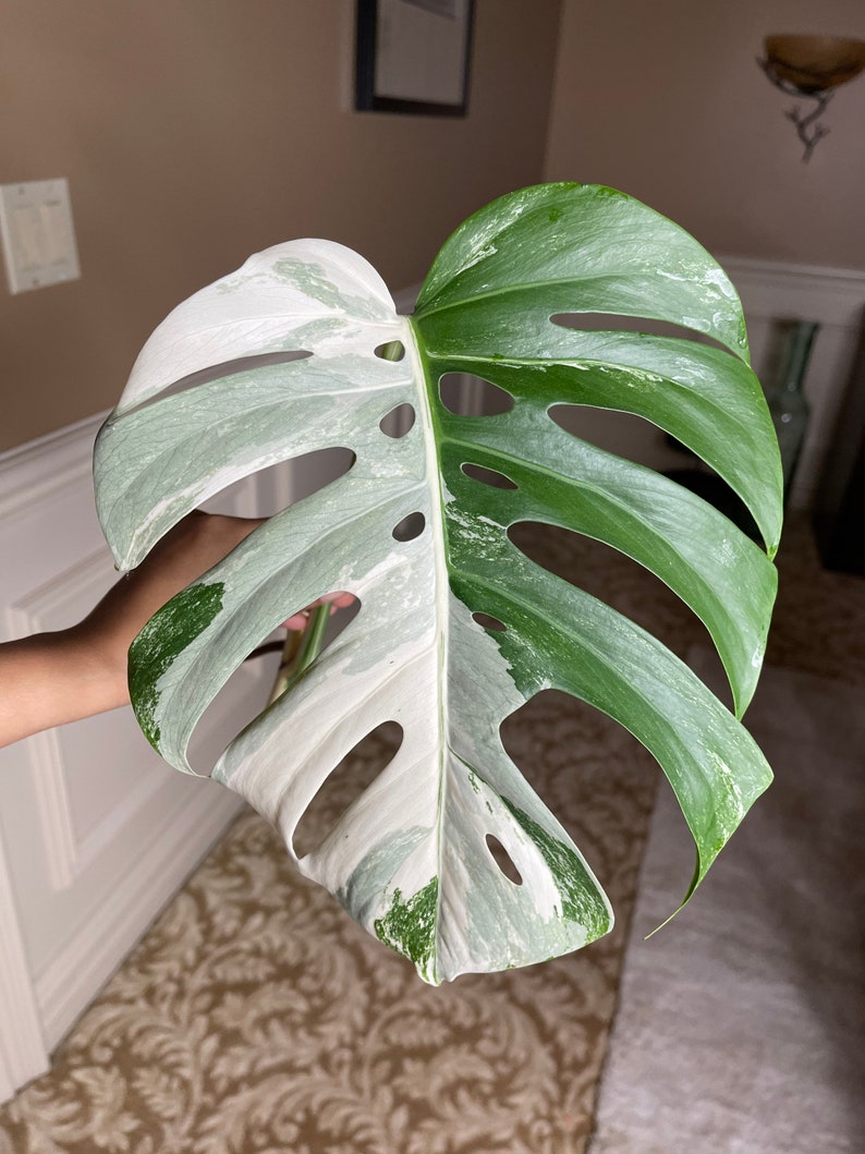 Monstera Cutting - Unrooted Leaf - Variegated Monstera Albo Borsigiana - Rare Indoor Plant - Houseplant Propagation