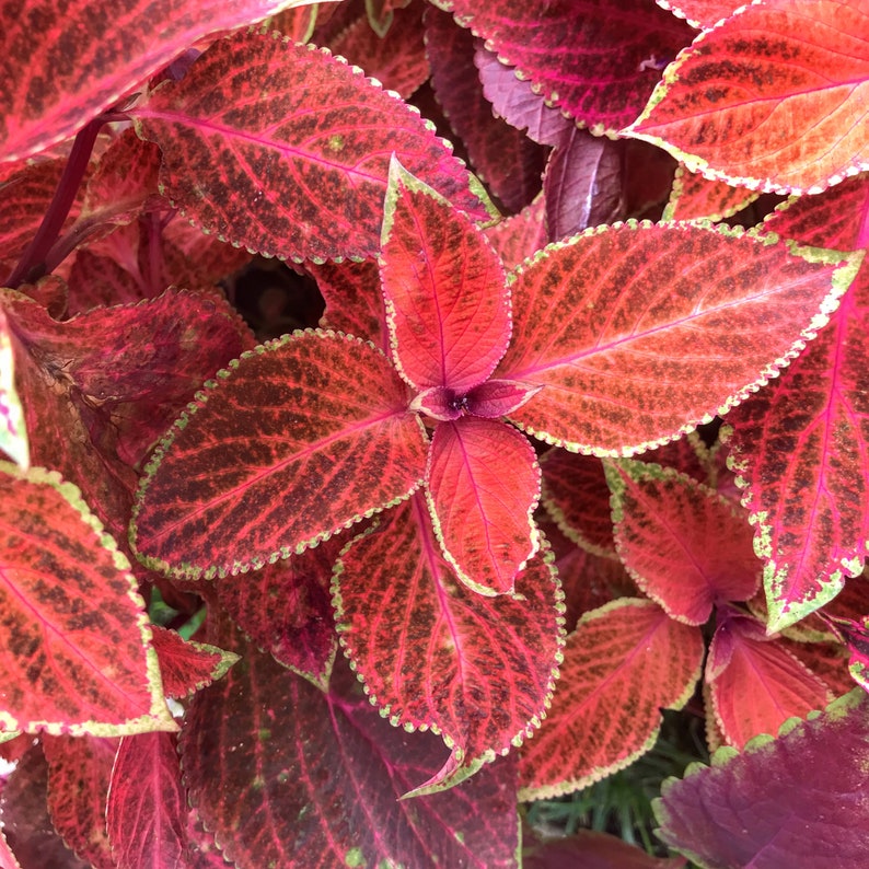 Coleus Seeds Packet - Wizard Sunset Variety, Vibrant Ornamental Plant, Rare Non-GMO Seeds for Indoors & Outdoors, Coleus scutellarioides