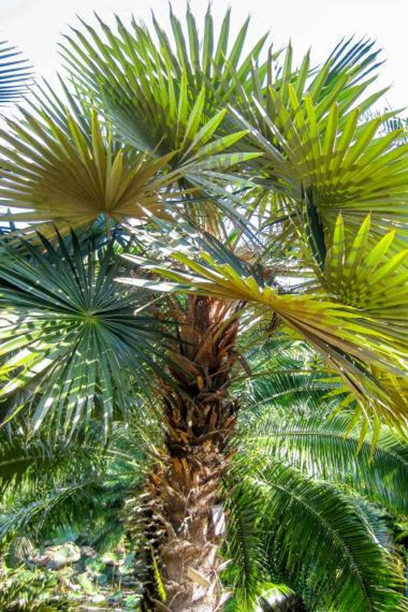 Coccothrinax crinita brevicrinis Live Plant - Short Hair Old Man Palm - Hardy Outdoor Palm for Tropical Gardens