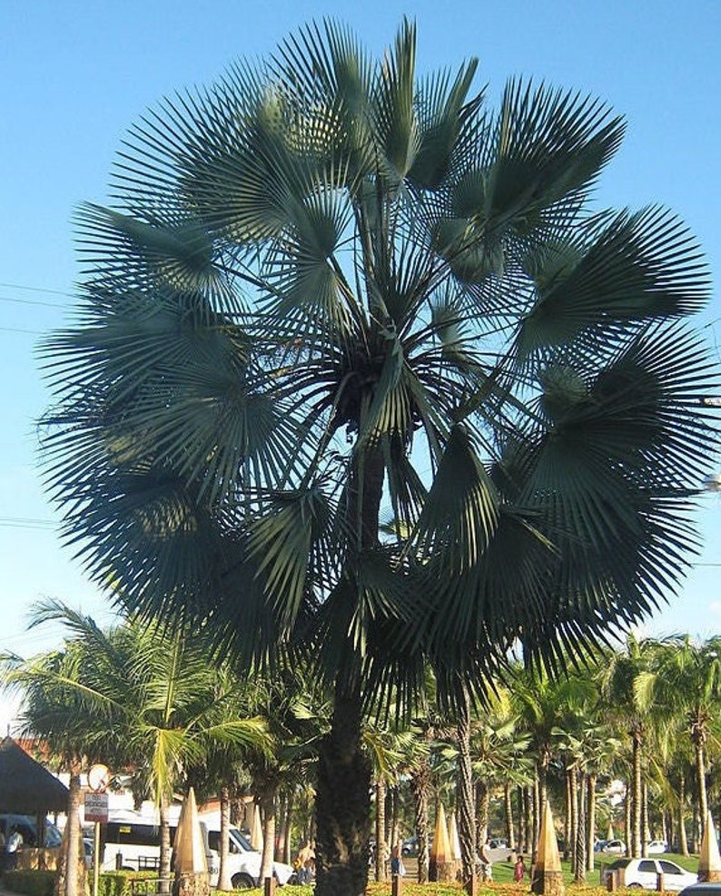 Copernicia alba Live Plant - Hardy Palm Variety - Indoor/Outdoor Plant - Florida Grown