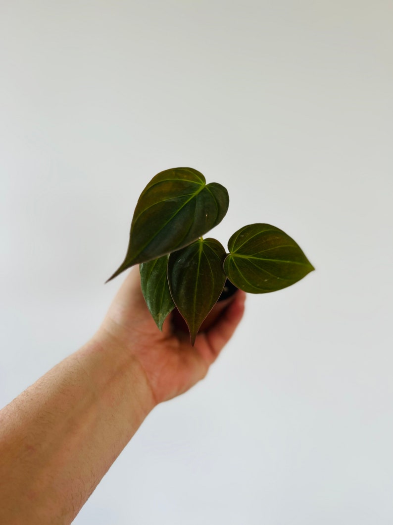 Philodendron Micans Starter Plant - 2” Pot - Climbing Variety - Thrives in Indirect Sun - Ideal for High Humidity