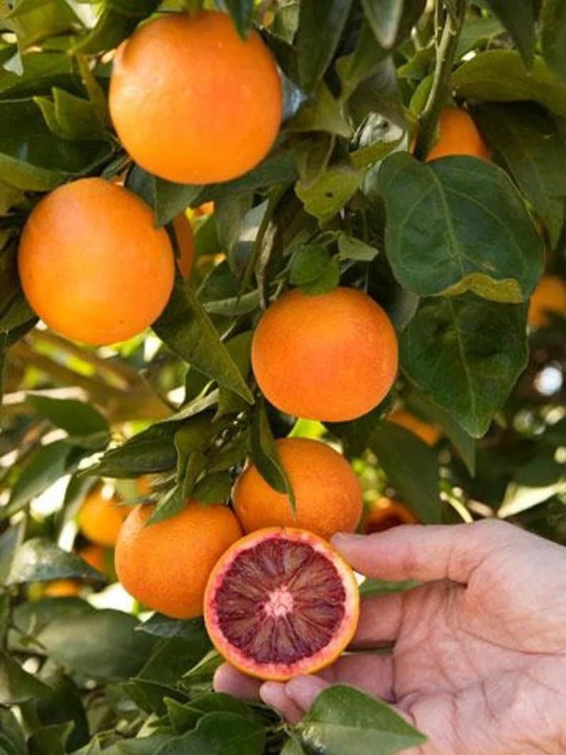 Blood Orange Tree 5 Gallon Citrus sinensis - No Shipping to California