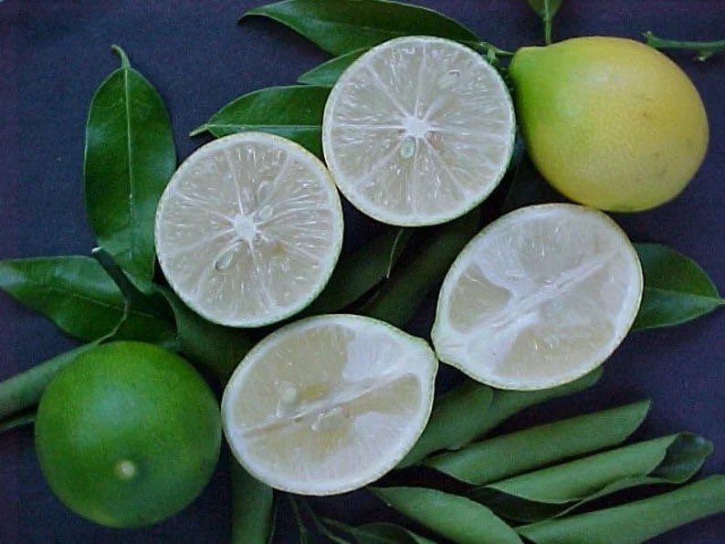 Grafted Lakeland Limequat Tree 2ft - Citrus japonica x Citrus aurantiifolia - Live Indoor/Outdoor Plant in Pot with Soil