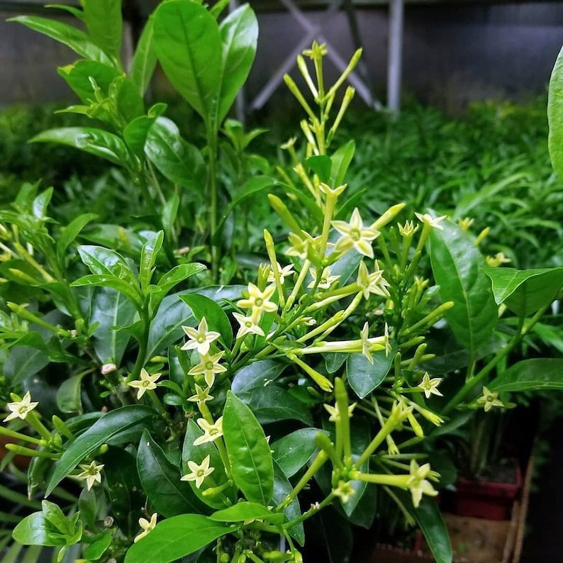 Night Blooming Jasmine Plants - 2 Inch Plugs (4) - Cestrum nocturnum - Fragrant Shrub for Fast Hedge - Lady of the Night