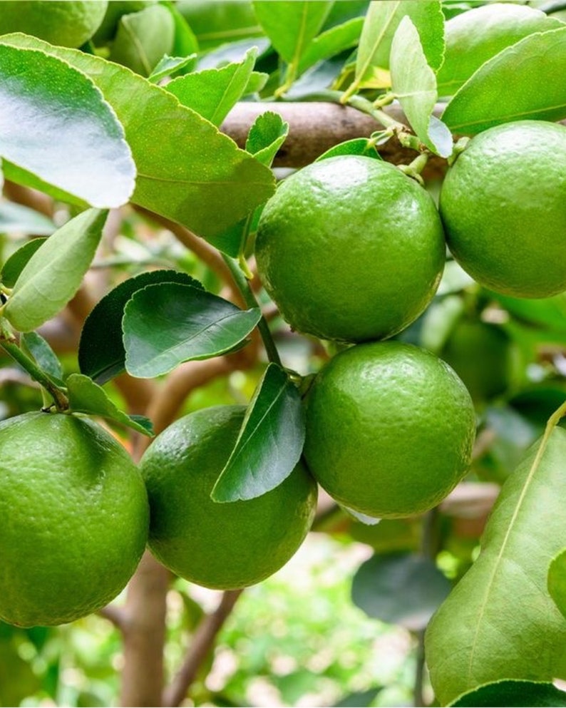 Persian Lime Tree Grafted 3ft - Citrus latifolia - Popular Seedless Lime for Home Garden