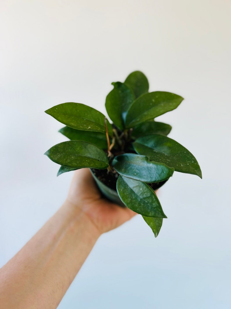 Hoya Carnosa Jade Live Plant 4" Pot - Vining Hoya with Dark Green Leaves - Low Maintenance Houseplant