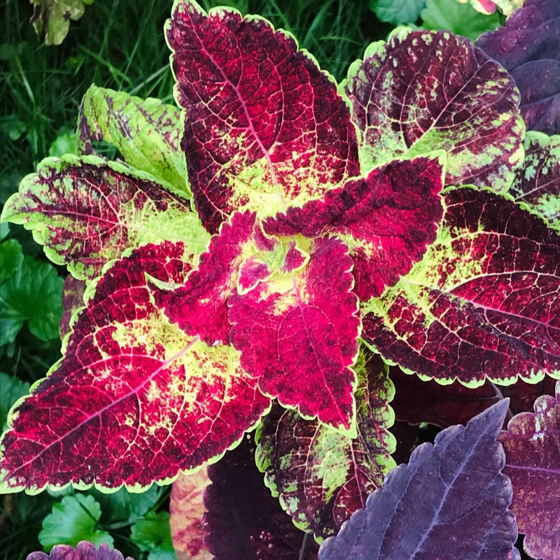 Coleus Live Starter Plant, 3-4" Kona Red, Vibrant Ornamental Foliage, Solenostemon Scutellarioides, Rare Colorful Gift for Gardeners