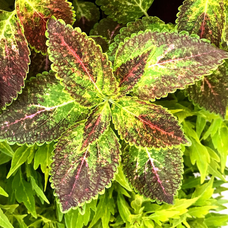 Coleus Live Starter Plant, 3-4" Vibrant Ornamental Foliage, Rare Chartreuse & Chocolate Patterns, Coleus Glennis