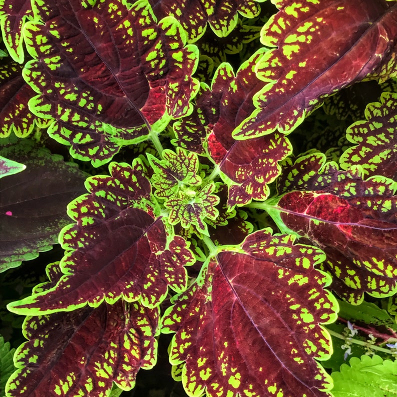 Coleus Live Starter Plant, 4-6” Oxford Street, Vibrant Ornamental Foliage, Unique Leaf Patterns, Coleus Scutellarioides
