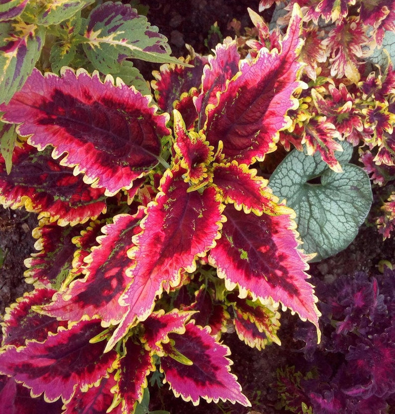 Coleus El Brighto Live Starter Plant, 4-6" Vibrant Ornamental Foliage, Low-Maintenance, Ideal for Indoors & Outdoors, Solenostemon.