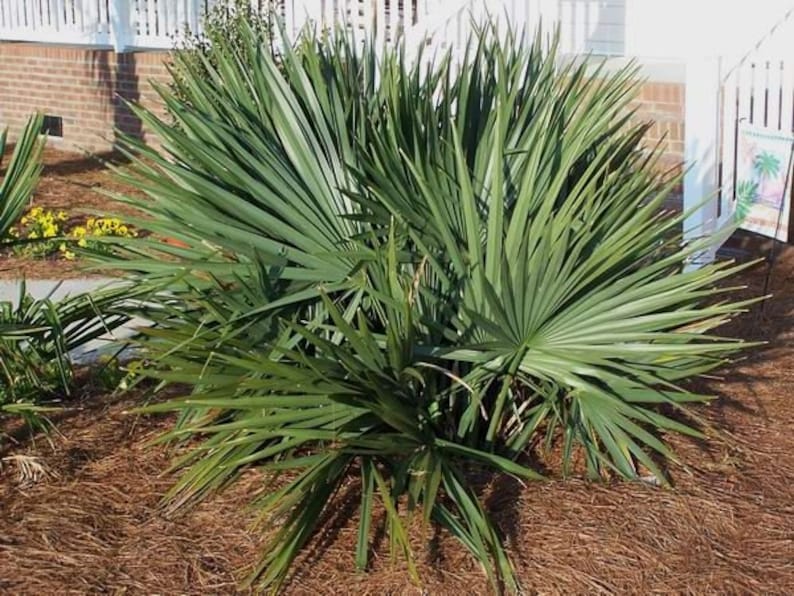 Dwarf Blue Stem Palmetto Plant - Sabal minor - Live Outdoor Plant - Ideal for Gardens & Landscapes